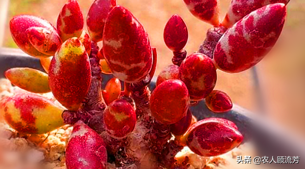 神似“嬰兒手指”的多肉植物你養過嗎？資深花友分享多年養種經驗