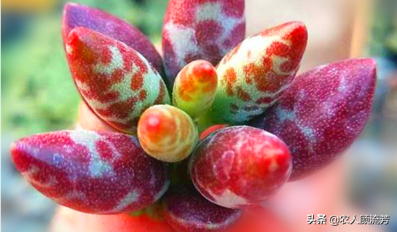神似“嬰兒手指”的多肉植物你養過嗎？資深花友分享多年養種經驗