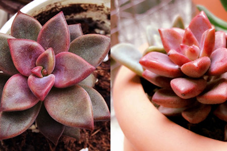 【圖】新手想種多肉不知如何入手 玩家推薦從朧月和姬朧月玩起