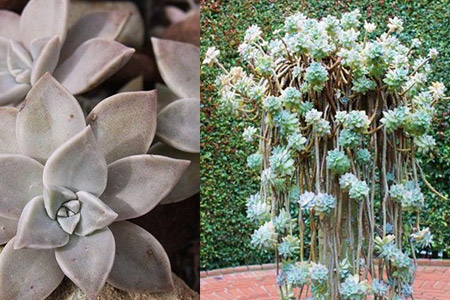 多肉景天科品種_多肉景天科品種大全圖解_多肉景天科