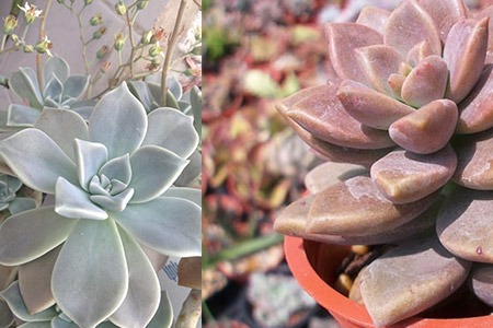 多肉景天科_多肉景天科品種大全圖解_多肉景天科品種