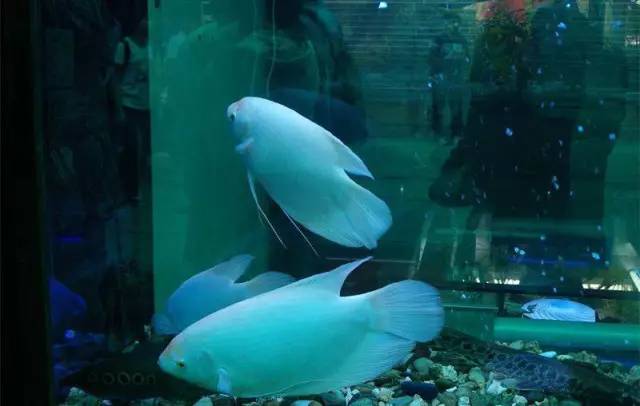 廣州批發觀賞魚的市場_廣州觀賞魚批發市場在哪里_廣州賣觀賞魚的地方