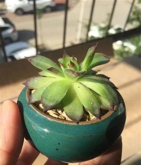 多肉植物葉子“下垂”成這樣，是不是又要掛了？