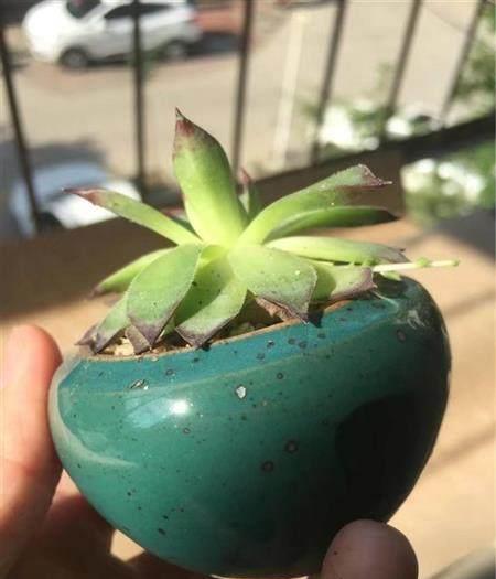 多肉葉子往下垂是怎么回事_下垂的多肉_多肉植物葉子下垂