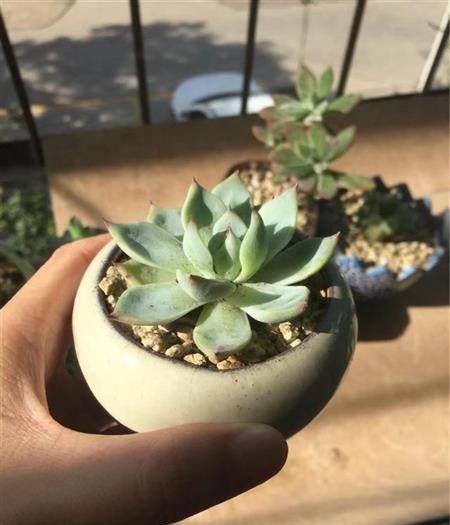 下垂的多肉_多肉葉子往下垂是怎么回事_多肉植物葉子下垂