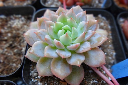 克多多、克拉拉多肉怎么養,克拉拉女生最喜歡的多肉