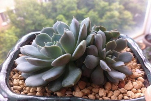 克多多、克拉拉多肉怎么養,克拉拉女生最喜歡的多肉