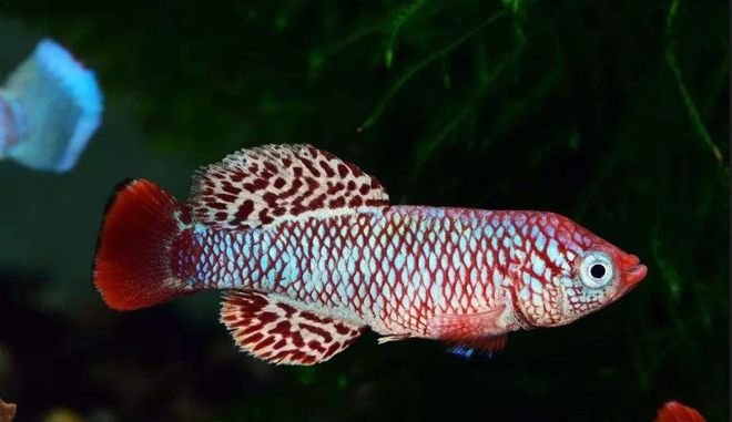 觀賞魚壽命最長的有哪些_常見觀賞魚壽命_觀賞魚壽命幾年