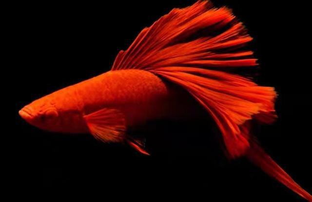 觀賞魚壽命幾年_觀賞魚壽命最長的有哪些_常見觀賞魚壽命