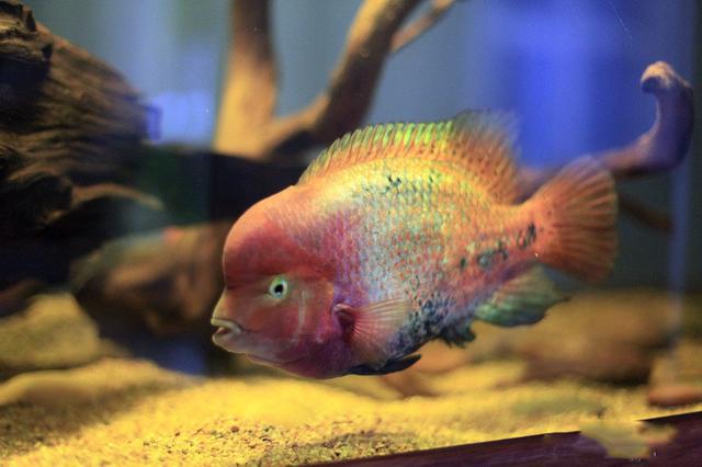 常見觀賞魚壽命_觀賞魚壽命幾年_觀賞魚壽命最長的有哪些