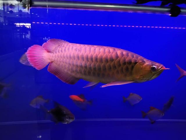 常見觀賞魚壽命_觀賞魚壽命幾年_觀賞魚壽命最長的有哪些