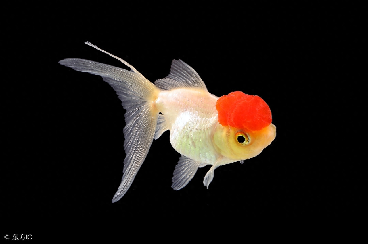 哪些魚(yú)友飼養(yǎng)觀賞魚(yú)，比較適合使用各種水質(zhì)檢測(cè)劑？