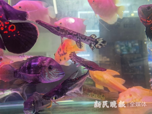 圖說：線下花鳥市場有疑似鱷雀鱔銷售羅水元攝