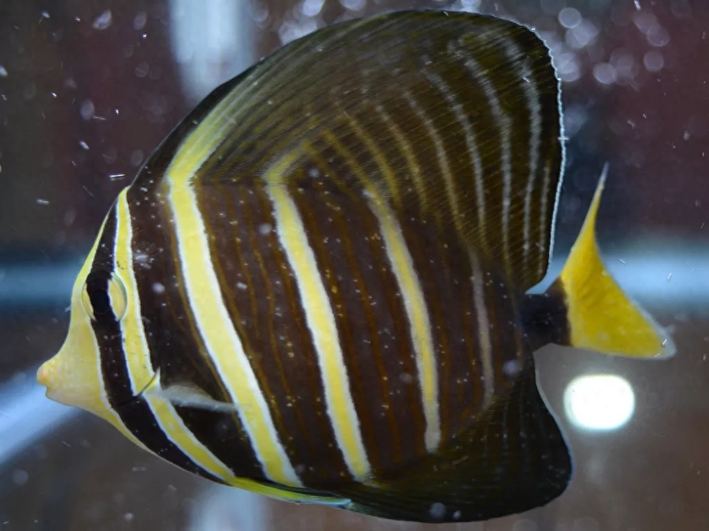 海水觀賞魚圖鑒1000種_海水觀賞魚圖鑒1000種_海水觀賞魚圖鑒1000種