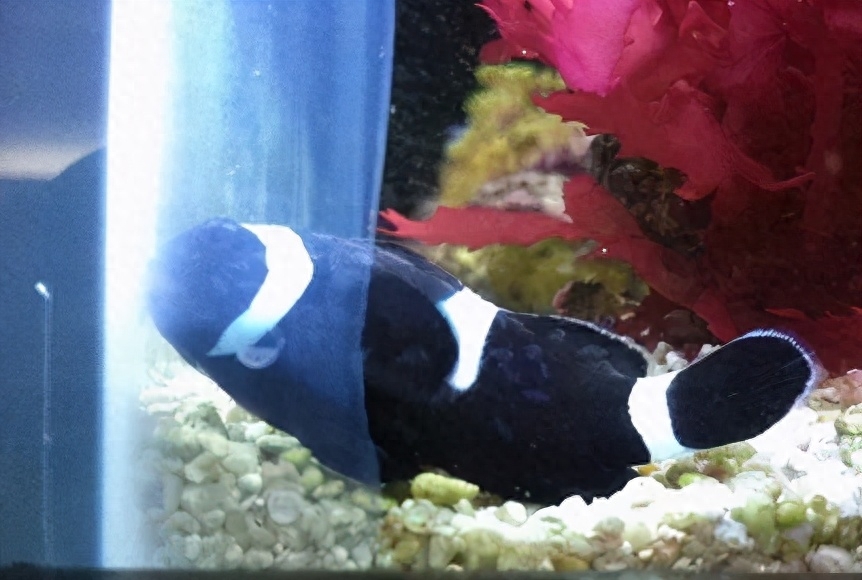 海水觀賞魚圖鑒1000種_海水觀賞魚圖鑒1000種_海水觀賞魚圖鑒1000種