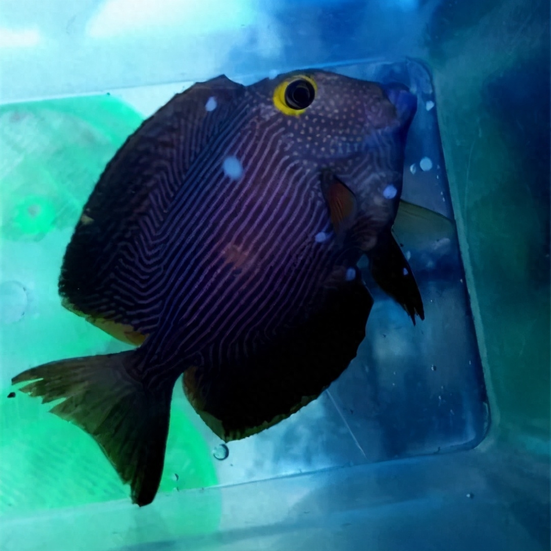 海水觀賞魚圖鑒1000種_海水觀賞魚圖鑒1000種_海水觀賞魚圖鑒1000種