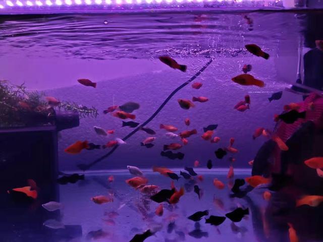 大部分小型熱帶魚的壽命，以兩年為限，有些魚出現(xiàn)老態(tài)不必醫(yī)治