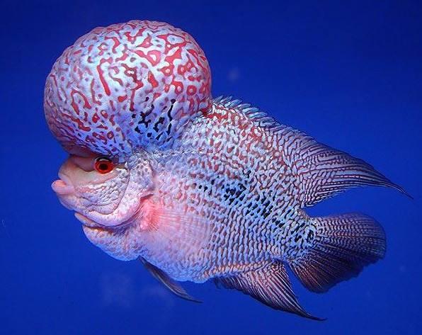 大部分小型熱帶魚的壽命，以兩年為限，有些魚出現(xiàn)老態(tài)不必醫(yī)治