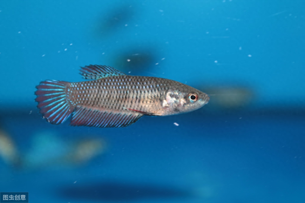 海水觀賞魚品種大全及圖片_海水觀賞圖鑒魚種1000只_海水觀賞魚圖鑒1000種