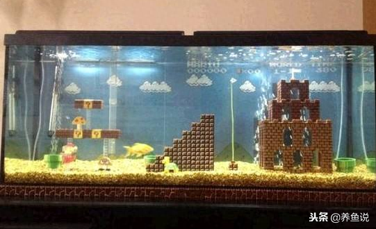 觀賞魚(yú)用什么水養(yǎng)最好_觀賞魚(yú)水養(yǎng)好用什么_觀賞魚(yú)應(yīng)該用什么樣的水