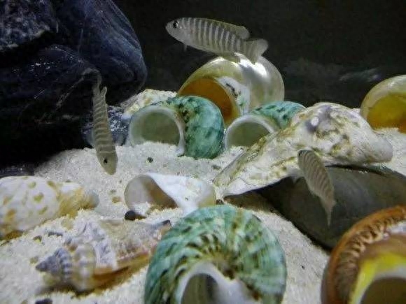 海水觀賞圖鑒魚種1000只_海水觀賞魚圖鑒1000種_海水觀賞圖鑒魚種1000條