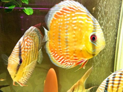 海水觀賞圖鑒魚種1000條_海水觀賞魚圖鑒1000種_海水觀賞圖鑒魚種1000只