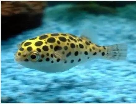 海水觀賞圖鑒魚種1000只_海水觀賞圖鑒魚種1000條_海水觀賞魚圖鑒1000種