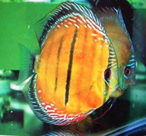 觀賞種類大全魚類圖片_觀賞種類大全魚圖片_觀賞魚種類大全