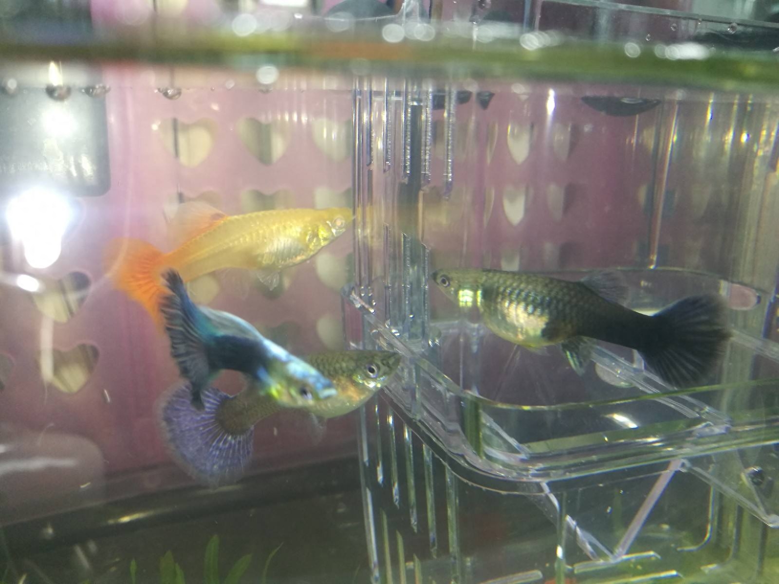 觀賞種類大全魚圖片_觀賞魚種類大全_觀賞種類大全魚類圖片