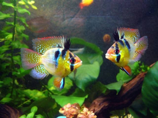 觀賞魚種類大全_觀賞種類大全魚圖片_觀賞種類大全魚類圖片