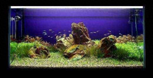 觀賞魚水養(yǎng)好用什么魚_觀賞魚應該用什么樣的水_觀賞魚用什么水養(yǎng)最好