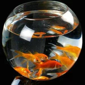 世上所有的觀賞魚，都代替不了這種觀賞魚，大家信不？