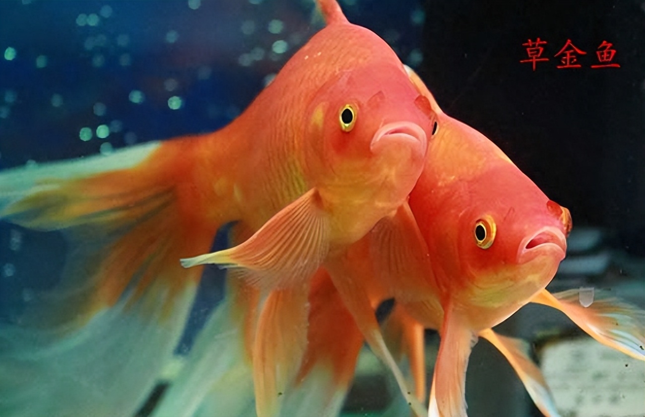 觀賞種類大全魚種_觀賞魚種類大全_觀賞魚種類及名稱