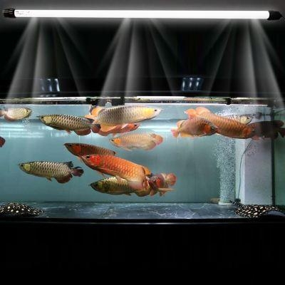 不同的魚缸飼養(yǎng)不同的觀賞魚，大小不一樣、過濾不一樣，選擇不同