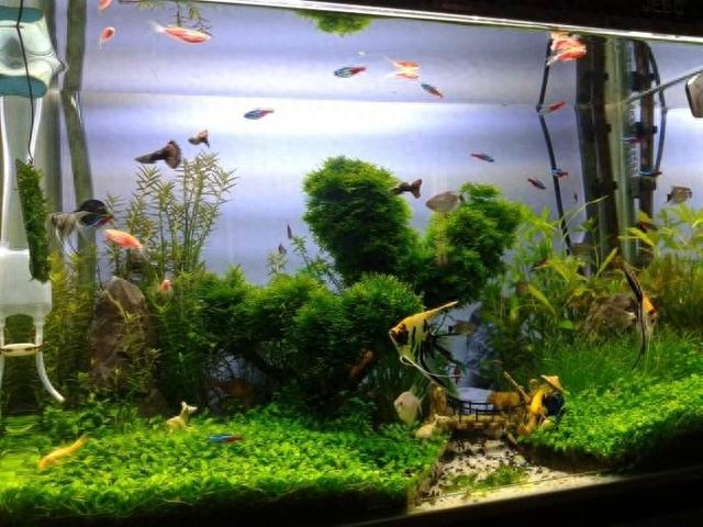 觀賞魚種類大全_觀賞種類大全魚類圖片_觀賞魚種類介紹百度百科