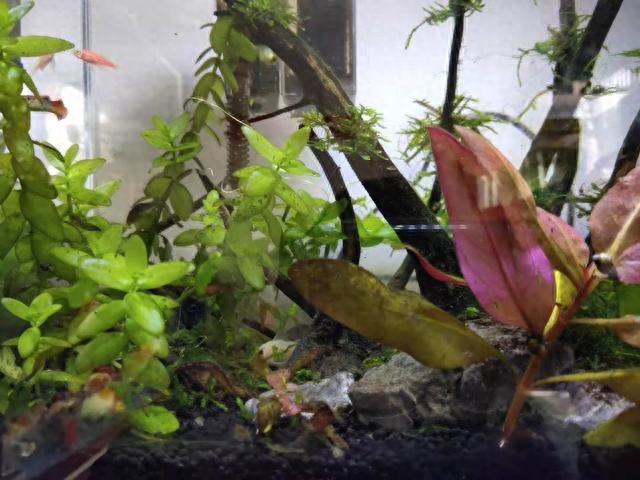 觀賞魚種類大全_觀賞魚種類介紹百度百科_觀賞種類大全魚類圖片