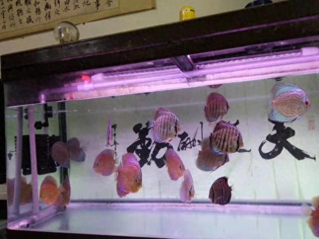 觀賞魚種類介紹百度百科_觀賞魚種類大全_觀賞種類大全魚類圖片