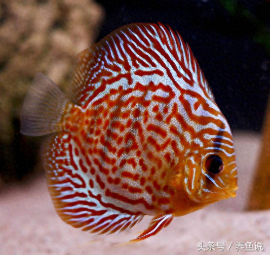 觀賞魚種類及名稱_觀賞魚種類大全_觀賞種類大全魚種