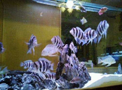 觀賞種類大全魚種_觀賞種類大全魚類圖片_觀賞魚種類大全