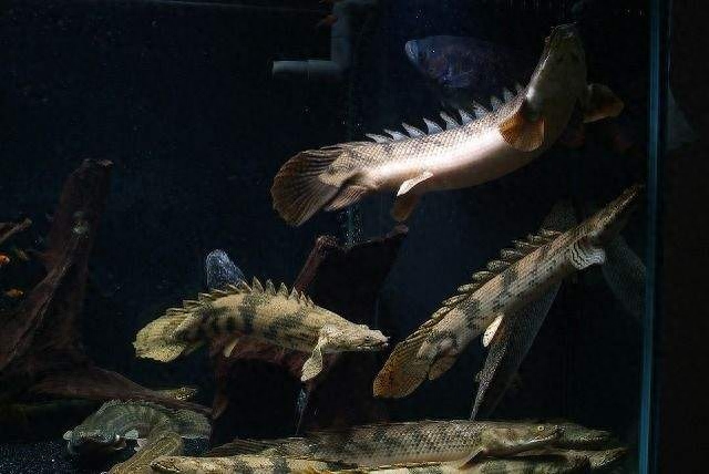 觀賞魚種類大全_觀賞種類大全魚種_觀賞種類大全魚類圖片