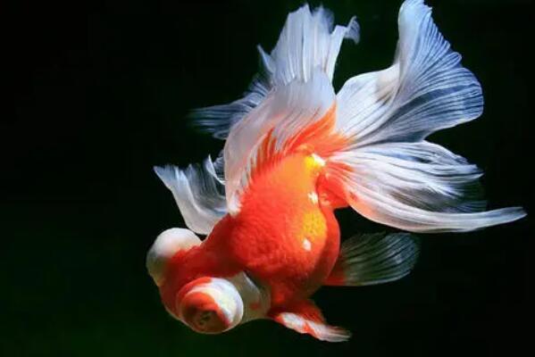 小型肉食魚類_十大肉食小型觀賞魚_觀賞小型肉食魚有哪些