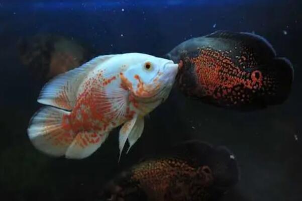 十大肉食小型觀賞魚_小型肉食魚類_觀賞小型肉食魚有哪些