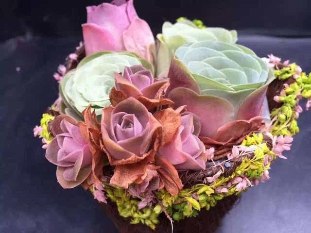 多肉小球玫瑰_多肉植物小球玫瑰_多肉小球玫瑰徒長了怎么辦