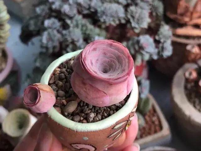 多肉小球玫瑰_多肉小球玫瑰徒長了怎么辦_多肉植物小球玫瑰