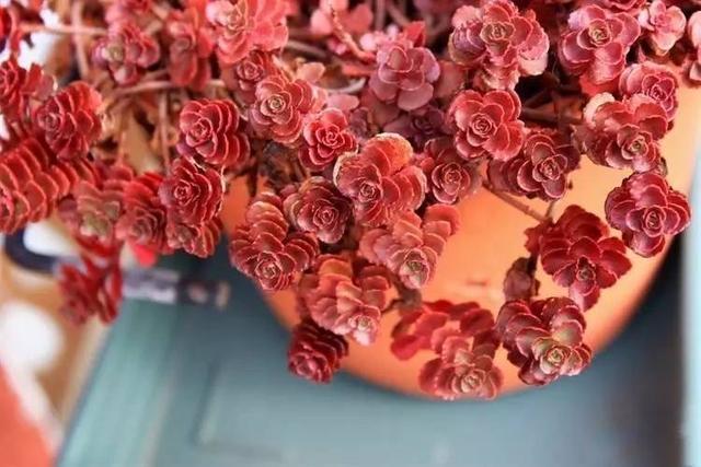 多肉小球玫瑰_多肉植物小球玫瑰_多肉小球玫瑰徒長了怎么辦