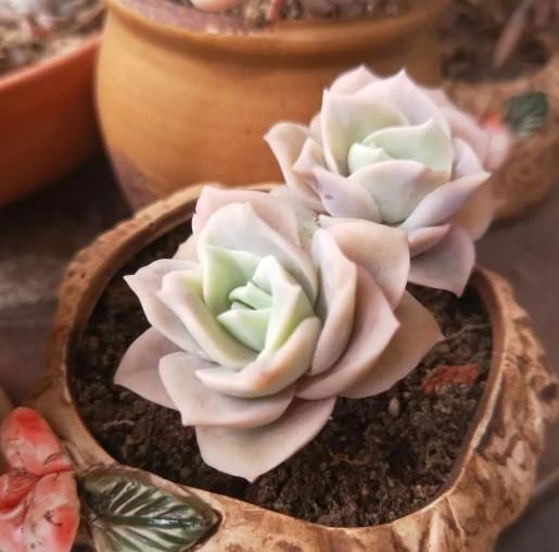 多肉小球玫瑰徒長了怎么辦_多肉小球玫瑰_多肉植物小球玫瑰