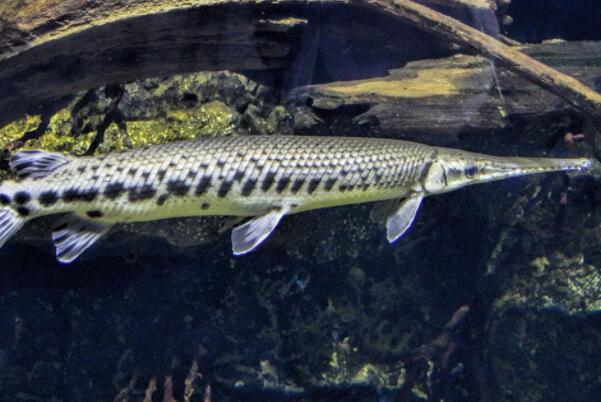 十大肉食小型觀賞魚_十大肉食小型觀賞魚_十大肉食小型觀賞魚