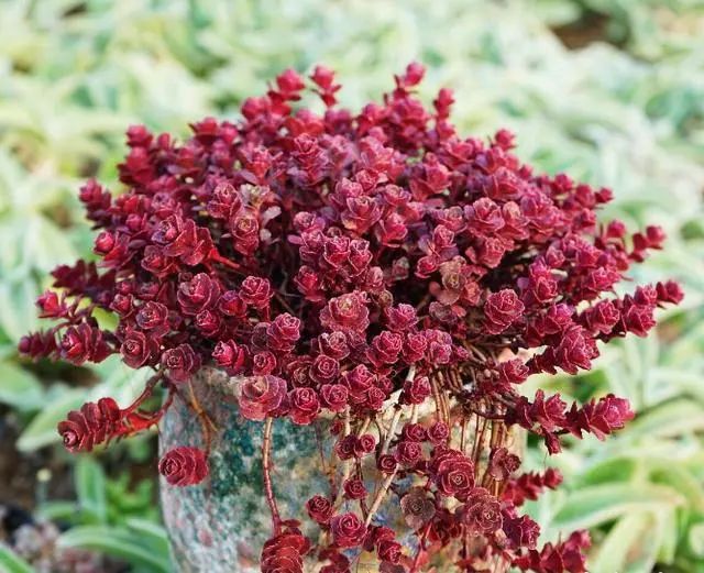 6種多肉“不懼熱”，越曬越精神，現(xiàn)在養(yǎng)“剛剛好”