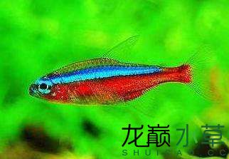 十種最適合于水草缸觀賞的小型熱帶魚