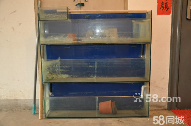 小型觀賞魚_小型觀賞魚兇猛前十